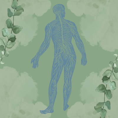 nervous system Image